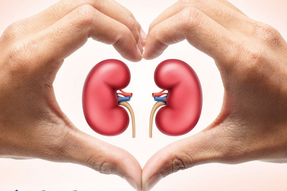 Herz und Nieren