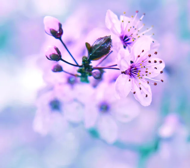 Blumenblüte