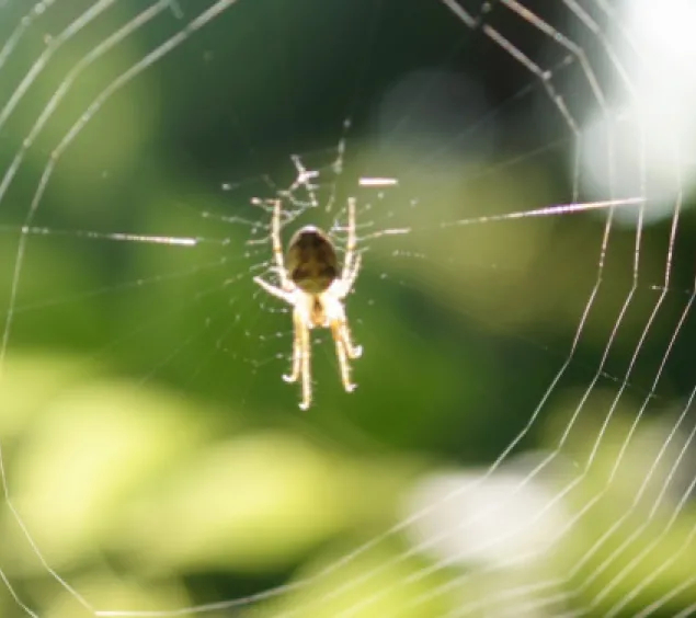 Spinne