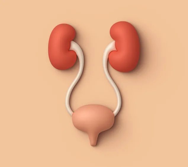 Bild zu Urologie Update
