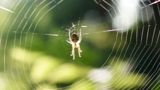 Spinne