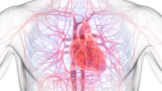 menschlicher Körper mit sichtbarem Herz und Gefäßen
