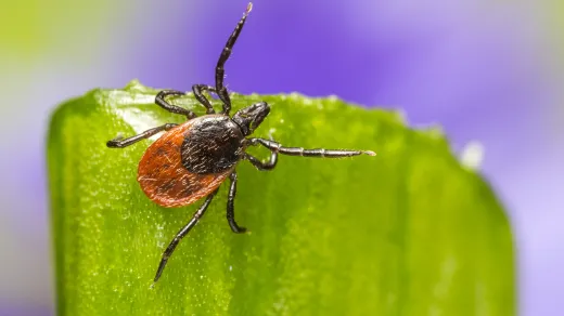 Zecken, Quelle: iStock.com/ErikKarits