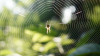 Spinne mit Netz shutterstock/Zoya Stepanova