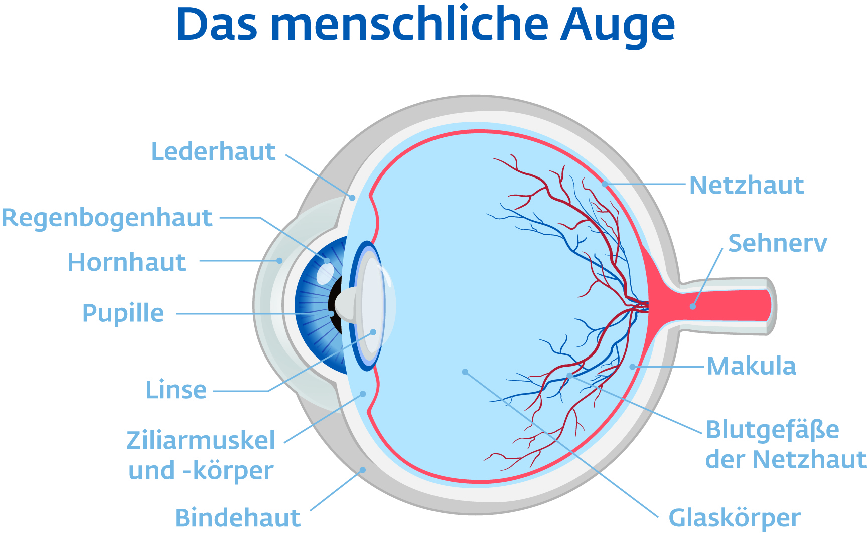 Anatomie Auge