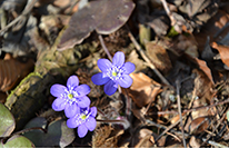 Waldblumen